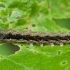 Twin-spotted quaker - Anorthoa munda, young caterpillar | Fotografijos autorius : Žilvinas Pūtys | © Macronature.eu | Macro photography web site