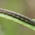 Twin-spotted quaker - Anorthoa munda, young caterpillar | Fotografijos autorius : Gintautas Steiblys | © Macronature.eu | Macro photography web site