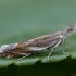 Twirler Moth - Sophronia sicariellus | Fotografijos autorius : Žilvinas Pūtys | © Macrogamta.lt | Šis tinklapis priklauso bendruomenei kuri domisi makro fotografija ir fotografuoja gyvąjį makro pasaulį.