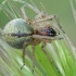 Two-clawed hunting spider - Cheiracanthium erraticum ♀ | Fotografijos autorius : Gintautas Steiblys | © Macronature.eu | Macro photography web site