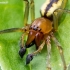 Two-clawed hunting spider - Cheiracanthium erraticum  | Fotografijos autorius : Oskaras Venckus | © Macronature.eu | Macro photography web site