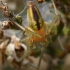 Two-clawed hunting spider - Cheiracanthium erraticum | Fotografijos autorius : Gintautas Steiblys | © Macronature.eu | Macro photography web site