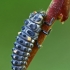 Two-spotted ladybird - Adalia bipunctata, larva  | Fotografijos autorius : Gintautas Steiblys | © Macronature.eu | Macro photography web site