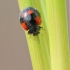 Two-spotted ladybird - Adalia bipunctata | Fotografijos autorius : Agnė Našlėnienė | © Macronature.eu | Macro photography web site