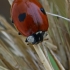 Two-spotted ladybird - Adalia bipunctata | Fotografijos autorius : Gintautas Steiblys | © Macronature.eu | Macro photography web site