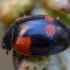 Two-spotted ladybird - Adalia bipunctata | Fotografijos autorius : Žilvinas Pūtys | © Macronature.eu | Macro photography web site