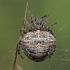 Two-tubercled orb-web - Gibbaranea bituberculata | Fotografijos autorius : Gintautas Steiblys | © Macrogamta.lt | Šis tinklapis priklauso bendruomenei kuri domisi makro fotografija ir fotografuoja gyvąjį makro pasaulį.