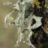 Uosinė ramalina - Ramalina fraxinea | Fotografijos autorius : Gintautas Steiblys | © Macrogamta.lt | Šis tinklapis priklauso bendruomenei kuri domisi makro fotografija ir fotografuoja gyvąjį makro pasaulį.