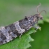 Usninė lobezija - Lobesia abscisana | Fotografijos autorius : Arūnas Eismantas | © Macrogamta.lt | Šis tinklapis priklauso bendruomenei kuri domisi makro fotografija ir fotografuoja gyvąjį makro pasaulį.