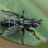 Vėžiažudė - Stevenia sp. | Fotografijos autorius : Gintautas Steiblys | © Macrogamta.lt | Šis tinklapis priklauso bendruomenei kuri domisi makro fotografija ir fotografuoja gyvąjį makro pasaulį.