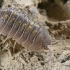 Vėdarėlis - Armadillidium cf. vulgare | Fotografijos autorius : Gintautas Steiblys | © Macrogamta.lt | Šis tinklapis priklauso bendruomenei kuri domisi makro fotografija ir fotografuoja gyvąjį makro pasaulį.