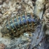 Vėdarėlis - Armadillidium pulchellum | Fotografijos autorius : Gintautas Steiblys | © Macrogamta.lt | Šis tinklapis priklauso bendruomenei kuri domisi makro fotografija ir fotografuoja gyvąjį makro pasaulį.