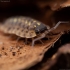 Vėdarėlis - Porcellio spinicornis | Fotografijos autorius : Mindaugas Leliunga | © Macrogamta.lt | Šis tinklapis priklauso bendruomenei kuri domisi makro fotografija ir fotografuoja gyvąjį makro pasaulį.