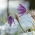 Vėjalandė šilagėlė - Pulsatilla patens | Fotografijos autorius : Vidas Brazauskas | © Macrogamta.lt | Šis tinklapis priklauso bendruomenei kuri domisi makro fotografija ir fotografuoja gyvąjį makro pasaulį.