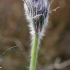 Vėjalandė šilagėlė - Pulsatilla patens | Fotografijos autorius : Gintautas Steiblys | © Macrogamta.lt | Šis tinklapis priklauso bendruomenei kuri domisi makro fotografija ir fotografuoja gyvąjį makro pasaulį.