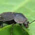 Maitvabalis - Silpha tristis | Fotografijos autorius : Vidas Brazauskas | © Macrogamta.lt | Šis tinklapis priklauso bendruomenei kuri domisi makro fotografija ir fotografuoja gyvąjį makro pasaulį.