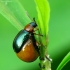 Tikrasis rūgtinukas - Gastrophysa polygoni | Fotografijos autorius : Vidas Brazauskas | © Macrogamta.lt | Šis tinklapis priklauso bendruomenei kuri domisi makro fotografija ir fotografuoja gyvąjį makro pasaulį.