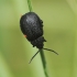 Kraujažolinis grublys - Galeruca tanaceti | Fotografijos autorius : Vidas Brazauskas | © Macrogamta.lt | Šis tinklapis priklauso bendruomenei kuri domisi makro fotografija ir fotografuoja gyvąjį makro pasaulį.