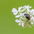 Bervidinis kailiavabalis | Fotografijos autorius : Darius Baužys | © Macrogamta.lt | Šis tinklapis priklauso bendruomenei kuri domisi makro fotografija ir fotografuoja gyvąjį makro pasaulį.