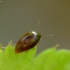 Valtvabalis - Scaphisoma sp. | Fotografijos autorius : Vidas Brazauskas | © Macrogamta.lt | Šis tinklapis priklauso bendruomenei kuri domisi makro fotografija ir fotografuoja gyvąjį makro pasaulį.