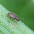 Slaptavabalis - Cortinicara gibbosa | Fotografijos autorius : Vidas Brazauskas | © Macrogamta.lt | Šis tinklapis priklauso bendruomenei kuri domisi makro fotografija ir fotografuoja gyvąjį makro pasaulį.