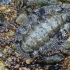 Vaillant's Spiny Chiton - Acanthopleura vaillantii | Fotografijos autorius : Vytautas Tamutis | © Macronature.eu | Macro photography web site