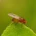 Vaisinė muselė - Drosophila transversa | Fotografijos autorius : Romas Ferenca | © Macrogamta.lt | Šis tinklapis priklauso bendruomenei kuri domisi makro fotografija ir fotografuoja gyvąjį makro pasaulį.