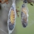Vaismedinė kandis - Yponomeuta padella, kokonas | Fotografijos autorius : Romas Ferenca | © Macrogamta.lt | Šis tinklapis priklauso bendruomenei kuri domisi makro fotografija ir fotografuoja gyvąjį makro pasaulį.