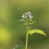 Vaistinė česnakūnė - Alliaria petiolata | Fotografijos autorius : Agnė Našlėnienė | © Macrogamta.lt | Šis tinklapis priklauso bendruomenei kuri domisi makro fotografija ir fotografuoja gyvąjį makro pasaulį.