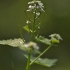 Vaistinė česnakūnė - Alliaria petiolata | Fotografijos autorius : Kęstutis Obelevičius | © Macrogamta.lt | Šis tinklapis priklauso bendruomenei kuri domisi makro fotografija ir fotografuoja gyvąjį makro pasaulį.