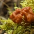 Valgomasis bobausis - Gyromitra esculenta  | Fotografijos autorius : Vidas Brazauskas | © Macrogamta.lt | Šis tinklapis priklauso bendruomenei kuri domisi makro fotografija ir fotografuoja gyvąjį makro pasaulį.