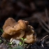 Valgomasis bobausis - Gyromitra esculenta | Fotografijos autorius : Dalia Račkauskaitė | © Macrogamta.lt | Šis tinklapis priklauso bendruomenei kuri domisi makro fotografija ir fotografuoja gyvąjį makro pasaulį.