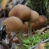 Kelminė trapiabudė - Psathyrella piluliformis | Fotografijos autorius : Vytautas Gluoksnis | © Macrogamta.lt | Šis tinklapis priklauso bendruomenei kuri domisi makro fotografija ir fotografuoja gyvąjį makro pasaulį.