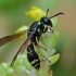 Vapsva - Symmorphus murarius | Fotografijos autorius : Gintautas Steiblys | © Macrogamta.lt | Šis tinklapis priklauso bendruomenei kuri domisi makro fotografija ir fotografuoja gyvąjį makro pasaulį.