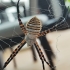 Vapsvavoris - Argiope trifasciata | Fotografijos autorius : Nomeda Vėlavičienė | © Macrogamta.lt | Šis tinklapis priklauso bendruomenei kuri domisi makro fotografija ir fotografuoja gyvąjį makro pasaulį.