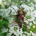 Variable Longhorn Beetle - Stenocorus meridianus | Fotografijos autorius : Vitalii Alekseev | © Macronature.eu | Macro photography web site