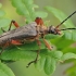Variable Longhorn Beetle - Stenocorus meridianus | Fotografijos autorius : Gintautas Steiblys | © Macronature.eu | Macro photography web site