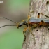 Variable Longhorn Beetle - Stenocorus meridianus | Fotografijos autorius : Romas Ferenca | © Macronature.eu | Macro photography web site