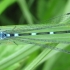 Variable damselfly - Coenagrion pulchellum, patinas | Fotografijos autorius : Giedrius Švitra | © Macronature.eu | Macro photography web site