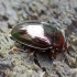 Variaspalvis juodvabalis - Scaphidema metallicum | Fotografijos autorius : Romas Ferenca | © Macrogamta.lt | Šis tinklapis priklauso bendruomenei kuri domisi makro fotografija ir fotografuoja gyvąjį makro pasaulį.