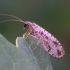 Variegated Brown Lacewing - Micromus variegatus | Fotografijos autorius : Romas Ferenca | © Macronature.eu | Macro photography web site