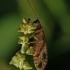 Variegated Brown Lacewing - Micromus variegatus | Fotografijos autorius : Gintautas Steiblys | © Macronature.eu | Macro photography web site