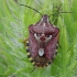 Variegated fruit bug - Codophila varia | Fotografijos autorius : Gintautas Steiblys | © Macronature.eu | Macro photography web site