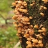 Varpelinė sausabudė - Xeromphalina campanella | Fotografijos autorius : Vytautas Gluoksnis | © Macrogamta.lt | Šis tinklapis priklauso bendruomenei kuri domisi makro fotografija ir fotografuoja gyvąjį makro pasaulį.