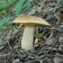 Vasarinis baravykas  - Boletus reticulatus | Fotografijos autorius : Vytautas Gluoksnis | © Macrogamta.lt | Šis tinklapis priklauso bendruomenei kuri domisi makro fotografija ir fotografuoja gyvąjį makro pasaulį.