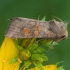 Vasarojinis stiebinukas - Amphipoea fucosa | Fotografijos autorius : Žilvinas Pūtys | © Macrogamta.lt | Šis tinklapis priklauso bendruomenei kuri domisi makro fotografija ir fotografuoja gyvąjį makro pasaulį.
