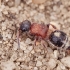 Velvet Ant - Smicromyrme rufipes | Fotografijos autorius : Gintautas Steiblys | © Macronature.eu | Macro photography web site