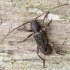 Velvet longhorned beetle - Trichoferus campestris  | Fotografijos autorius : Kazimieras Martinaitis | © Macronature.eu | Macro photography web site