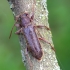 Velvet longhorned beetle -Trichoferus campestris | Fotografijos autorius : Romas Ferenca | © Macronature.eu | Macro photography web site