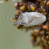 Vernal Shieldbug - Peribalus strictus (sin. Holcostethus strictus vernalis) | Fotografijos autorius : Darius Baužys | © Macronature.eu | Macro photography web site